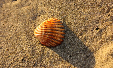 beautiful striped sea shell with warm orange and brown colors on the sandy beach
