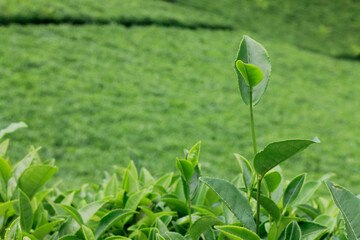 Fresh Black Sea tea on leaves in the tea field