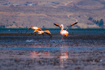 flamingos landing
