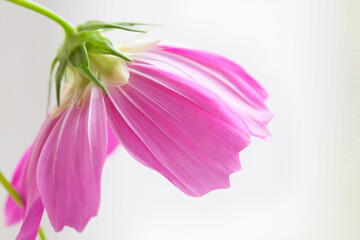 下を向いて咲くのコスモス