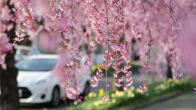 Cherry blossom