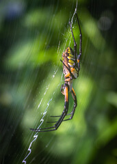 Yellow Garden Spider at Hudson Woods near Angleton, Texas!