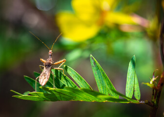 Assassin bug on a plant along the Shadow Creek Ranch Nature Trail in Pearland!