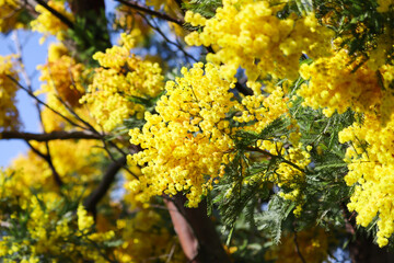 Beautiful yellow Acacia dealbata wild flowers in spring season blooming on tree branch 