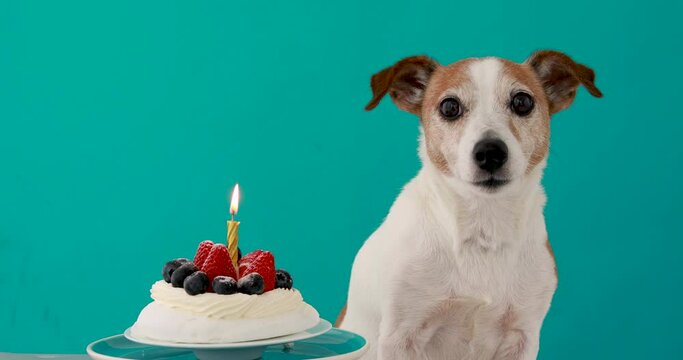 Furry dog sits near delicious birthday cake with fresh berries and yellow burning candle on turquoise background close view