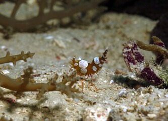 A Squat shrimp also known as Sexy shrimp Cebu Philippines