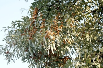 Asian tree branch jida with ripe fruits