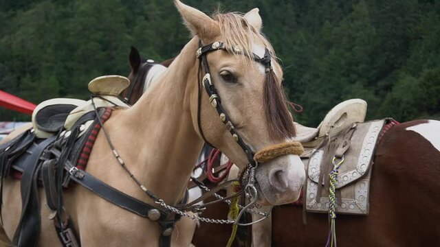 DOS CABALLOS UNO VOLTEADO Y EL OTRO DELANTERO, TIENEN POSICIONADOS LOS ASIENTOS PARA LA CONDUCCI&Oacute;N.