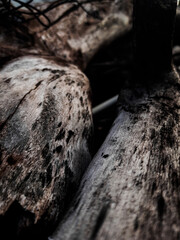 Logs close up wood texture