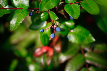 Flowering plant of Mahonia x media, Mahonia japonica buckland, in the home garden.