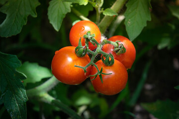 Small, red and orange tomatoes, beautiful bouquet, very beautiful, very appetizing. , There are many health benefits and cooking.