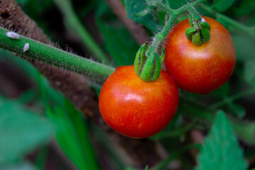Small orange-red tomatoes with green leaves are delicious and very healthy. Can cook many things