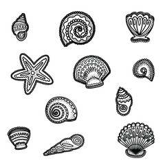 sea shells collection