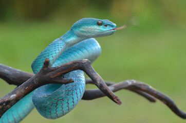 viper 