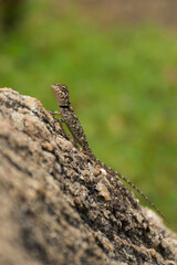 Chameleon
