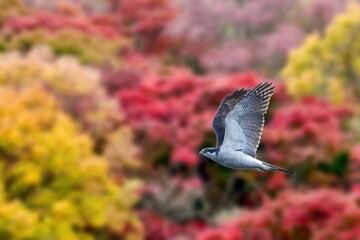 紅葉バックにさっそうと飛ぶオオタカ成鳥