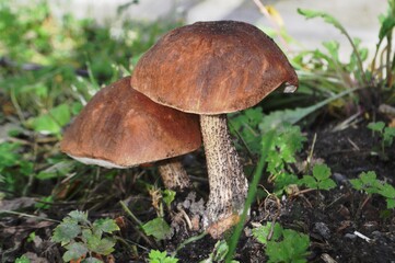 mushroom in the forest