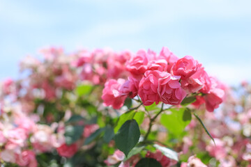 坂城バラ公園 バラ祭り