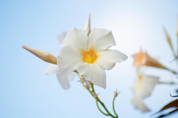 Naklejka na ściany i meble 純白の花びらがとても美しいホワイト・サンパラソル