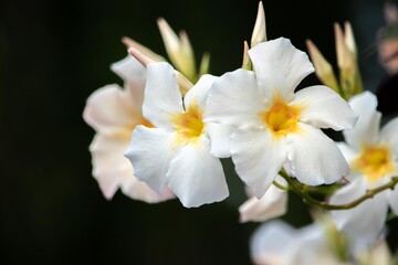 Fototapeta na wymiar 純白の花びらがとても美しいホワイト・サンパラソル