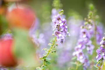 暑い夏でも生き生きと花壇を飾るアンゲロニアの花