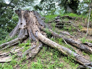 古木の切り株