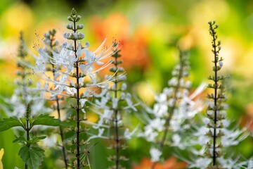 純白でピンと上を向いた雄しべと雌しべが本当のネコのヒゲにそっくり！