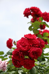 LOVE ROSES