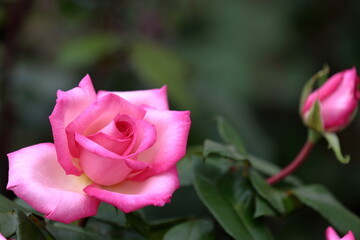 LOVE ROSES