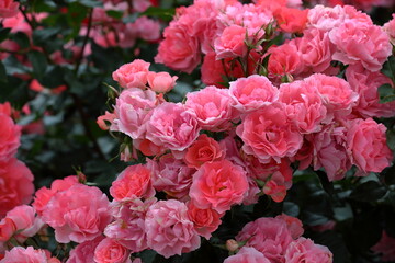 Obraz premium LOVE ROSES