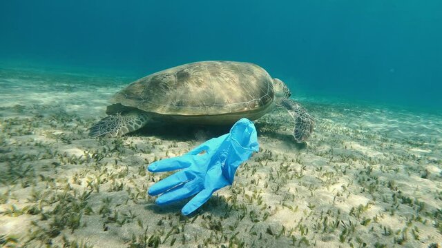 Virus. The glove swims in the sea, with a large turtle swimming in the background.