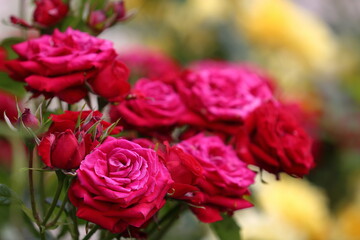 LOVE ROSES