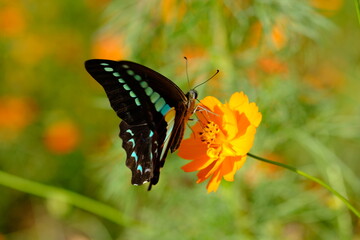 日本庭園の花畑で咲くオレンジ色のキバナコスモスと蜜を吸うアオスジアゲハ（日本の浜離宮恩賜庭園）