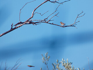 ptaki zwierzęta natura widok przyroda © Piotr