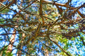 branches of a tree with leaves