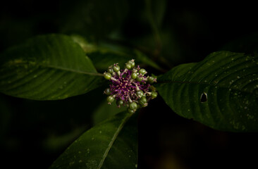 flower of a flower