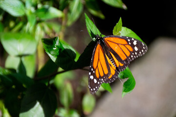 butterflies in the garden