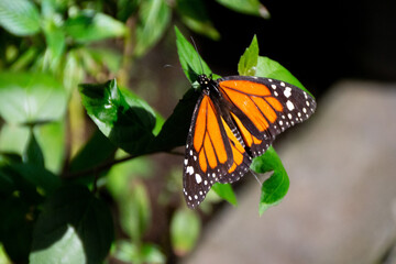 Fototapeta na wymiar butterflies in the garden