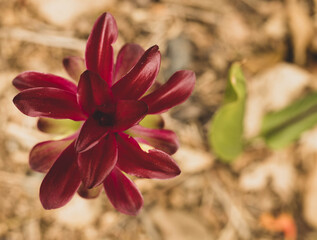 red and white flower