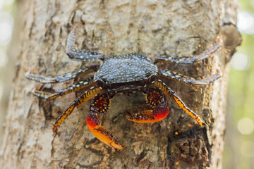 crab on a rock