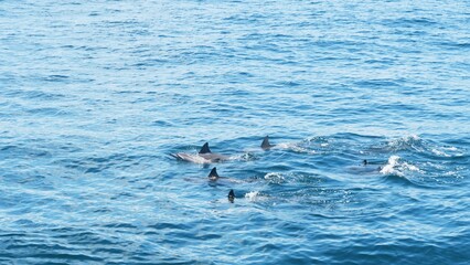 Fototapeta premium Dolphins swimming in the blue sea