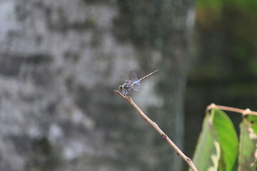 dragonfly on a branch