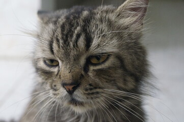 close up of tired cat face 