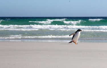 Fototapeta na wymiar A lone Gentoo Penguin (Pygoscelis papua) walking along the beach. Saunders Island, Falkland Islands.