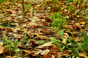 The path in the garden is covered with fallen dry leaves.