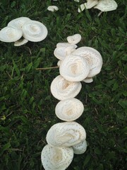 Fototapeta na wymiar fungus that grows on the grass