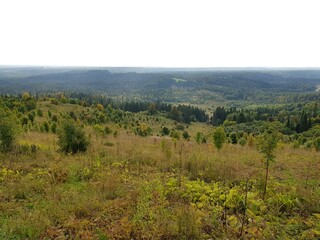 Trees grow in the Siberian taiga