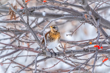 Fieldfare is sitting on branch in winter or autumn blurred background.