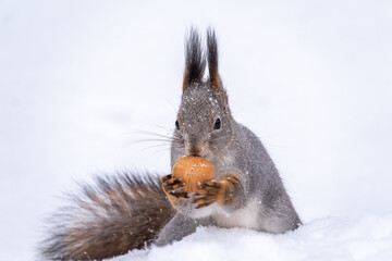 The squirrel sits on white snow with nut in winter.