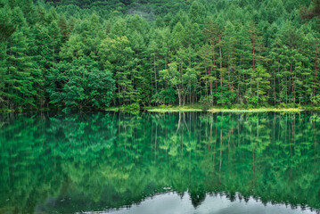 美しい新緑の水面反射